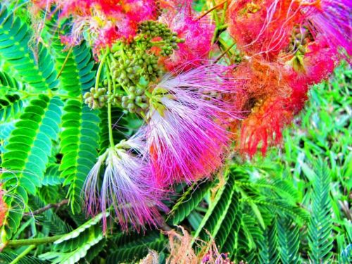 mimosa tree bloom