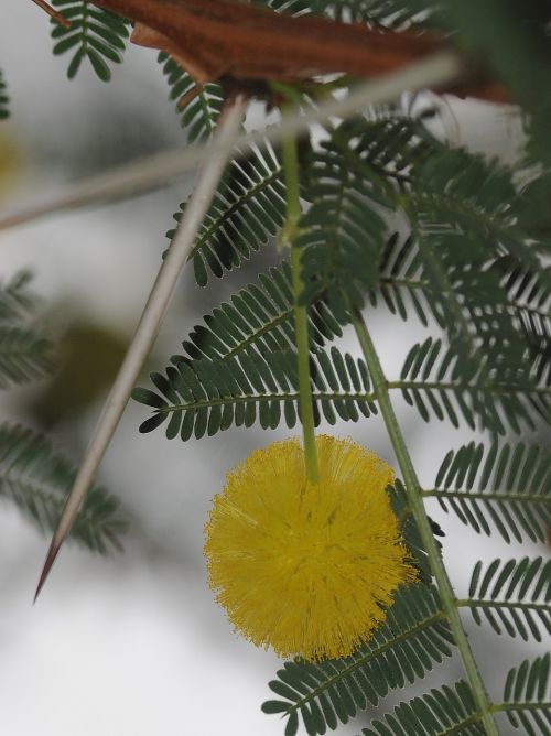 mimosa flower thorn