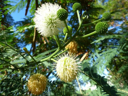 mimosa blossom bloom