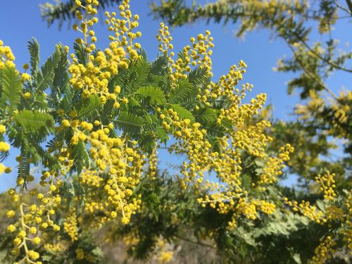 mimosa acacia acacia yellow flowers