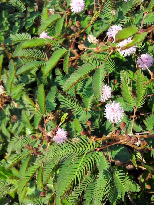 Mimosa Flower And Seeds