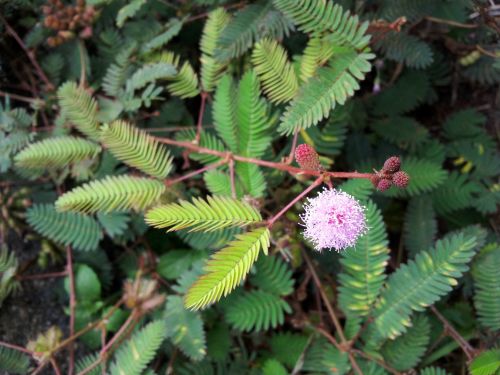 Mimosa Flower And Seeds