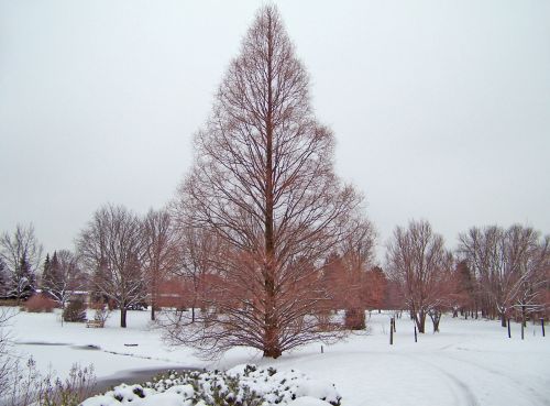 Mimosa Tree