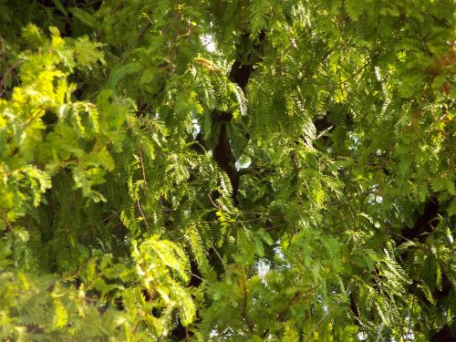 Mimosa Tree Leaves