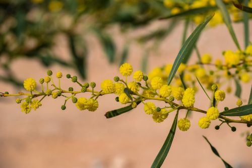 mimoza tree branch