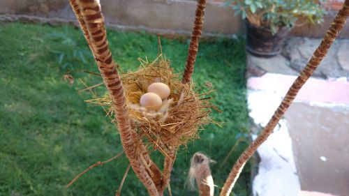 minas nest eggs