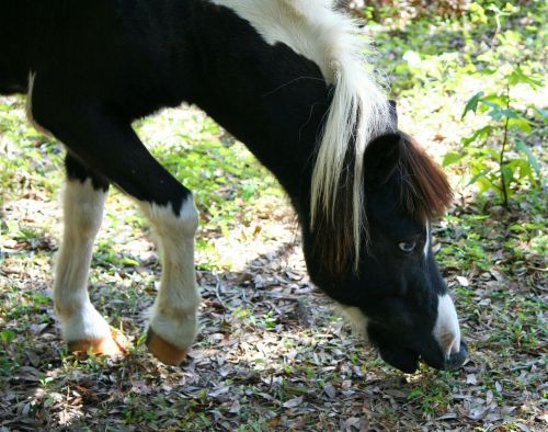 minature horse pony graze