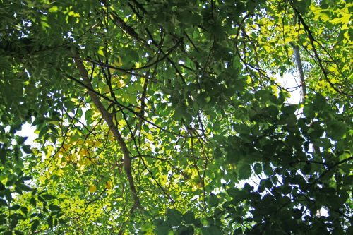 Mingling Of Leaves And Branches