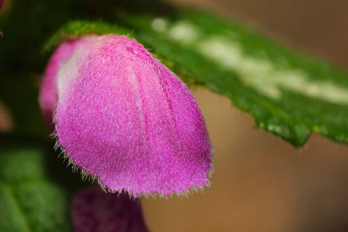 mini blossom bloom