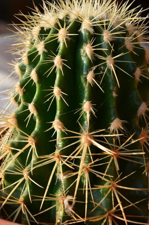 mini cactus succulent plant nature