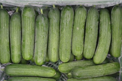 mini cucumbers cucumbers vegetables