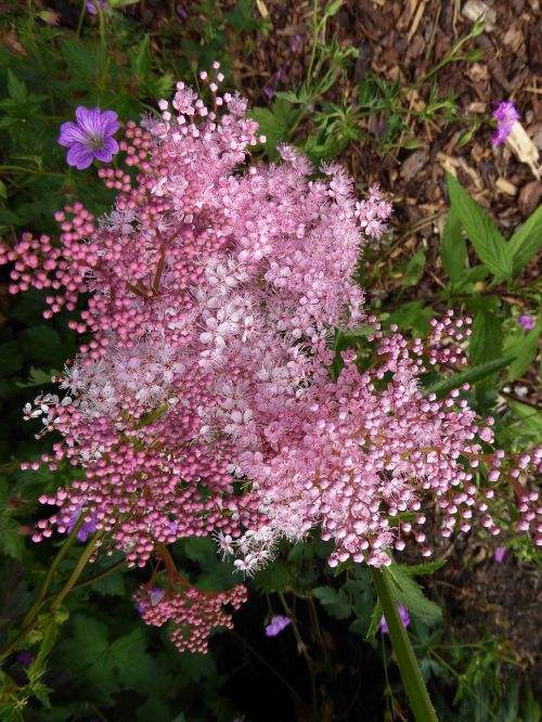 mini flowers garden pink