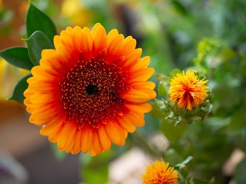 mini gerbera  flower  orange