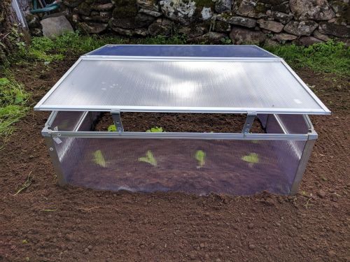 mini greenhouse lettuce orchard