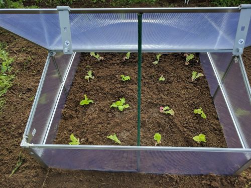 mini greenhouse lettuce huerta