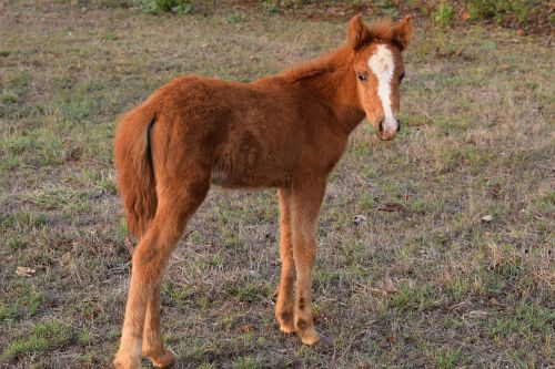 mini horse animal baby horse