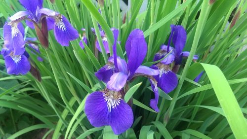mini iris flower purple