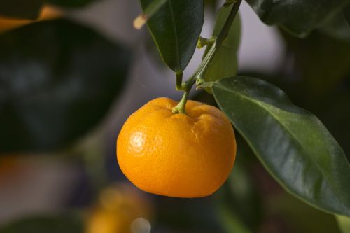 mini orange orange geraniums