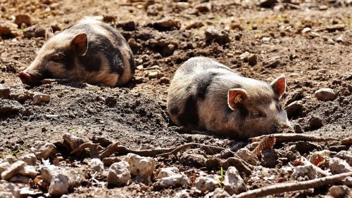 mini pigs pigs sleep