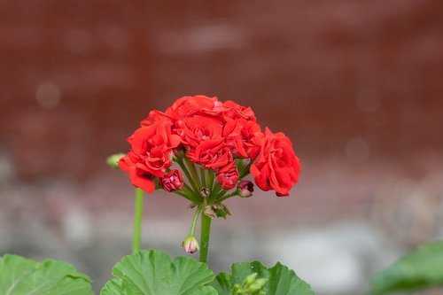 mini rose  flowers  flower