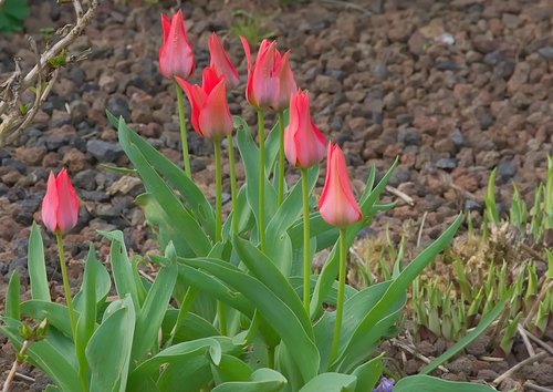 mini tulips  red  spring