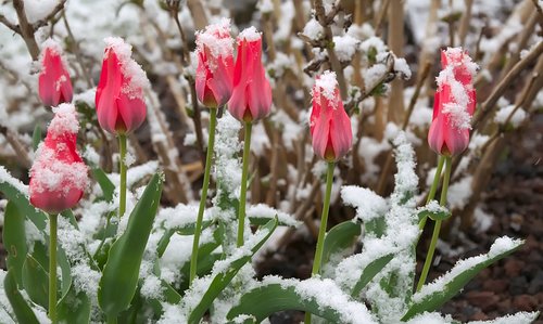 mini tulips  snow  red