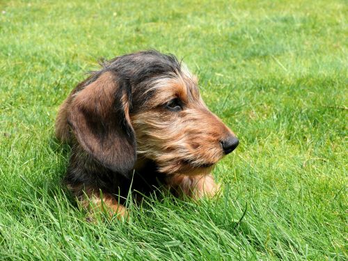 miniature dachshund dachshund dog