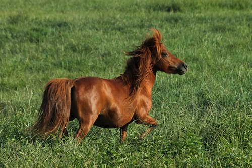 miniature horse  horse  grass
