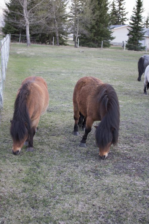 Miniature Horse Pony