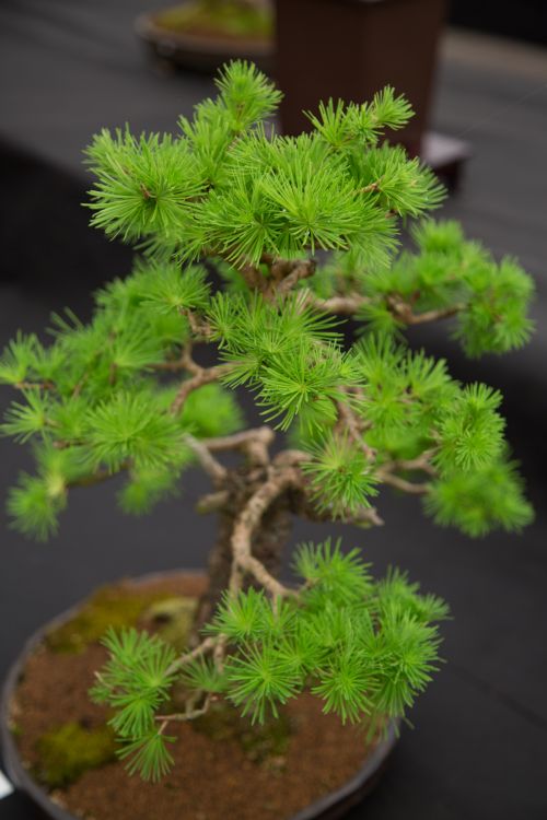 Miniature Japanese Bonsai Tree