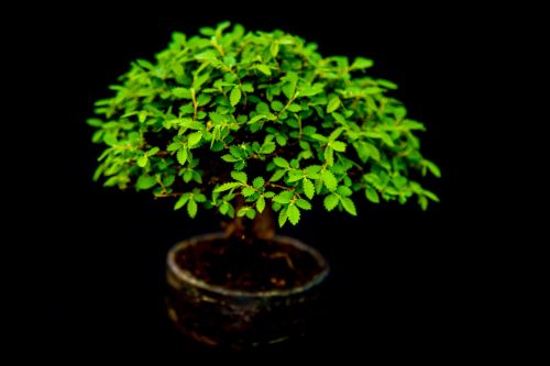 Miniature Japanese Bonsai Tree