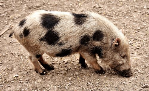 miniature pig animal pig