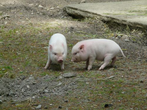 miniature pig pigs farm