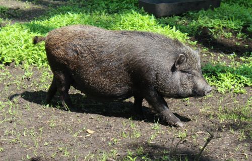 miniature pig pig domestic pig