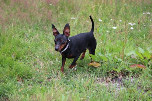 miniature pinscher pinscher striezel