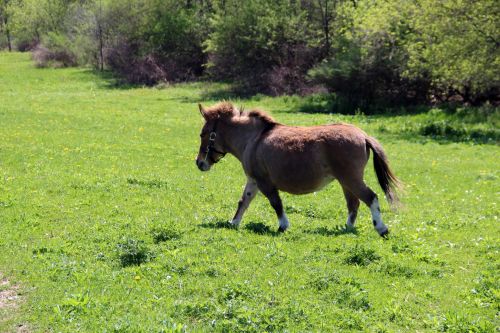 Miniature Pony