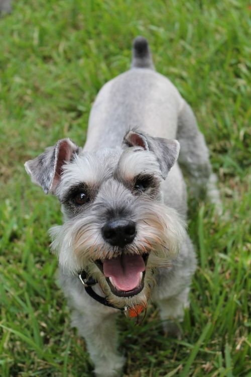 miniature schnauzer schnauzer animal