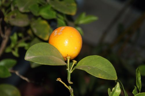 Miniature Orange