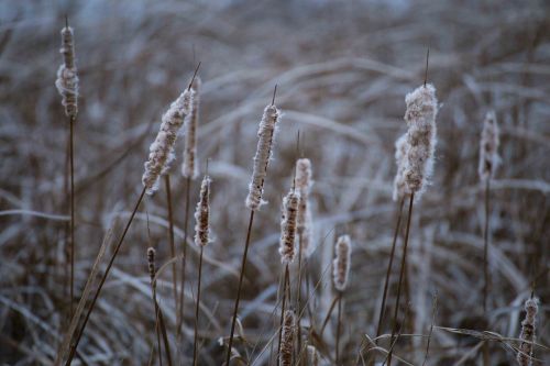 minnesota field midwest