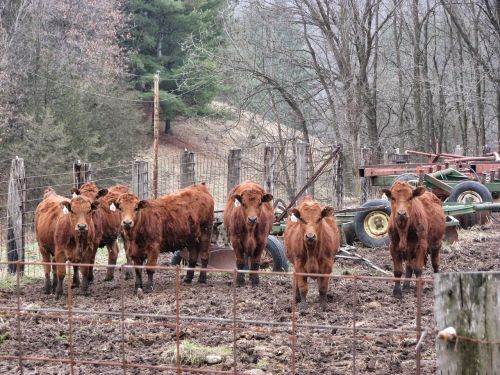 minnesota calves cattle