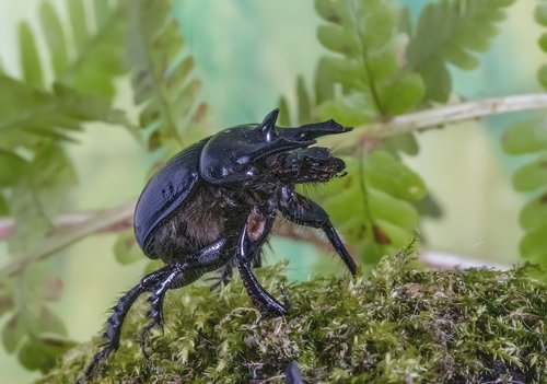 minotaur-beetle  bug  legs