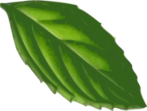 mint leaf plant