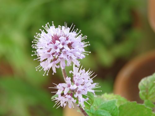 mint flowering flower