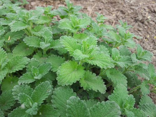 mint herb leaves