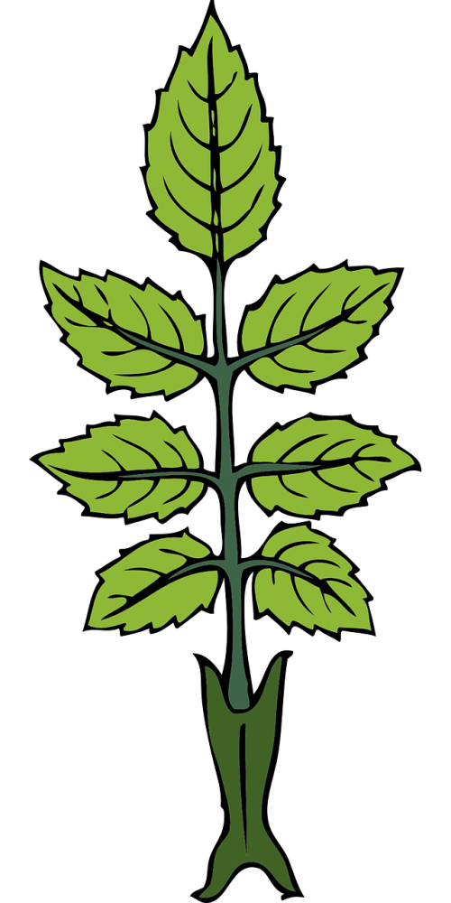 mint herb leaves