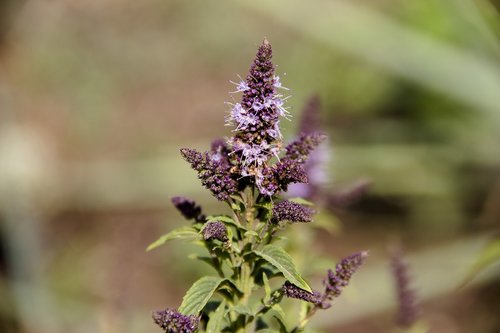 mint  plant  leaves