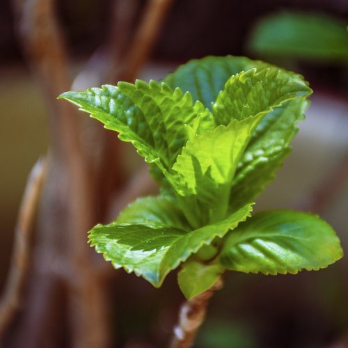 mint  herb  leaves