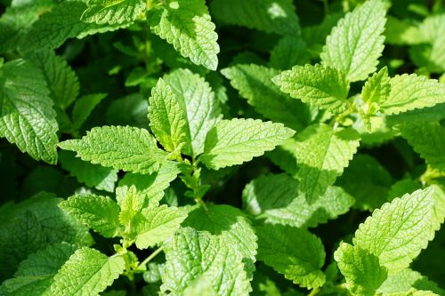 mint green kitchen herb