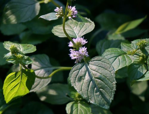 mint flower purple flower