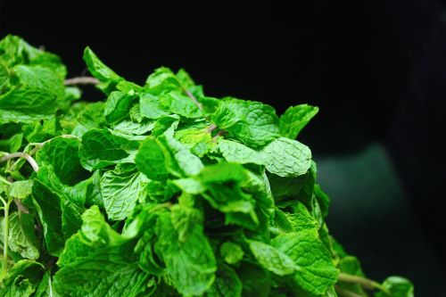 mint leaves mint fresh